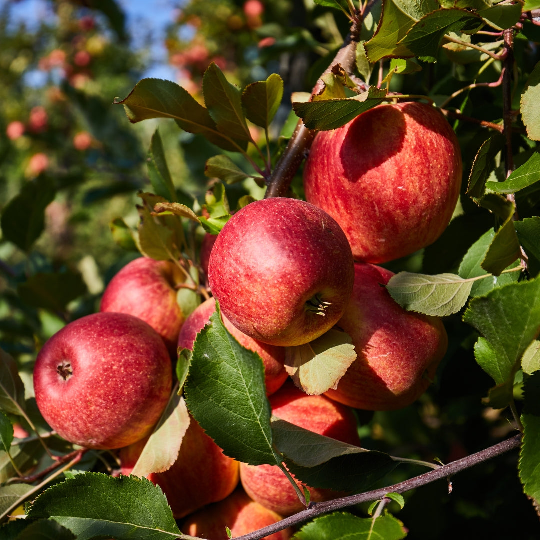 Apple Orchard Soy Candle