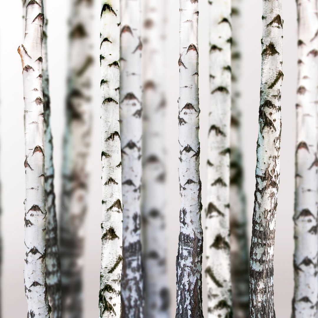 Birch Please Soy Candle