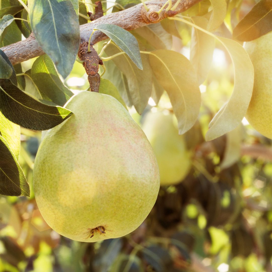 Pear Harvest Soy Candle